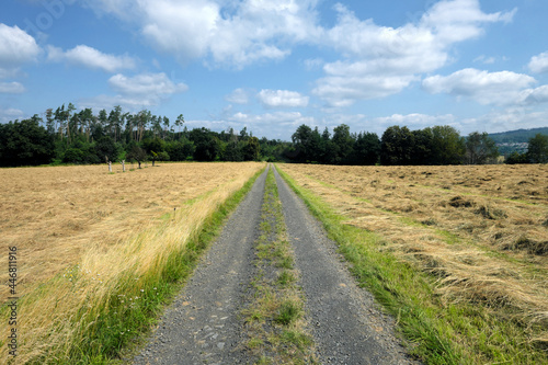 Wirtschaftsweg durch Heuwiese mit geschnittenem und gewendetem Gras zur Heuernte - Stockfoto