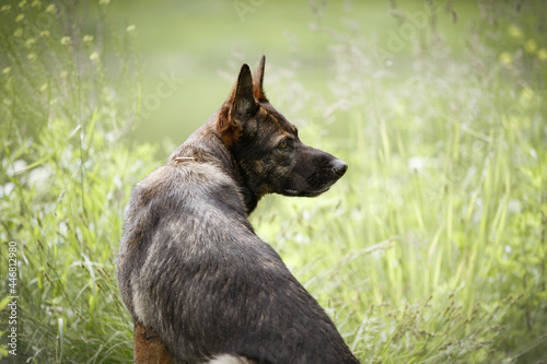 Fototapeta Naklejka Na Ścianę i Meble -  Portrait of a domestic pet dog shepherd dog on a walk on a background of grass. She looks away.
