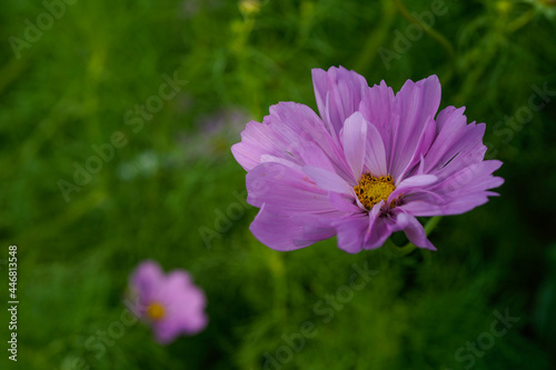 Beautiful double layered cosmos flower growing in a field. Pink flower.