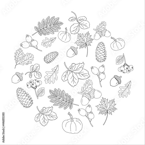 Autumn nature vector sketches. Hand drawn set of forest plants, leaves, pumpkins and other harvest. Black line isolated illustrations.