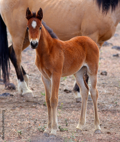 Photo Young Mustang foal Standing with his Herd