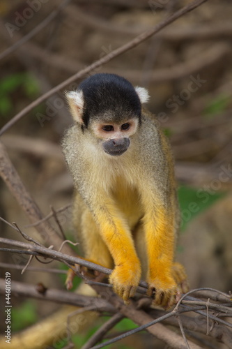 Head on closeup portrait of Golden Squirrel Monkey (Saimiri sciureus) sitting on branch looking at camera, Bolivia.