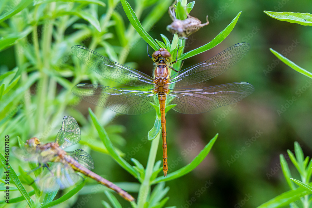 Libelle auf Blättern von Teichpflanzen Libelle auf Blättern von Teichpflanzen