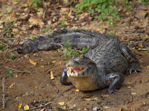 Closeup of Black Caiman (Melanosuchus niger) camouflaged on riverbank with jaws open, Bolivia