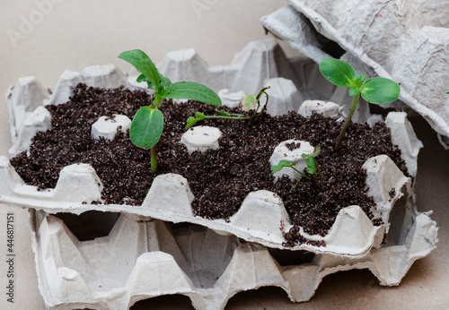 egg cartons used to grow seedlings photo