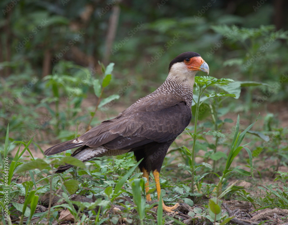 Fototapeta premium Closeup of Crested Caracara (Caracara plancus) hunting on ground, Bolivia.