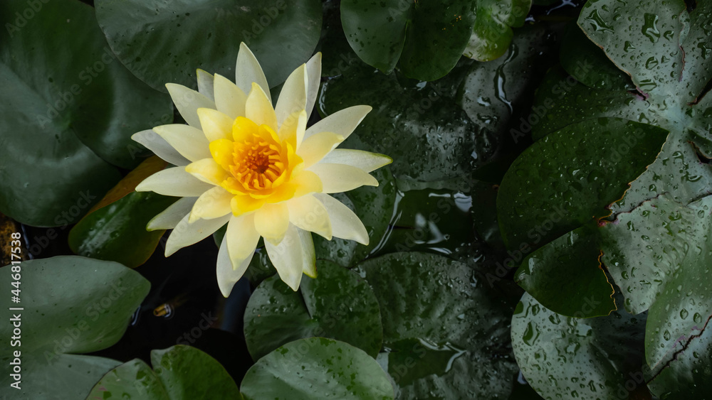 Popular white lotus with yellow cone Popular white lotus with yellow cone