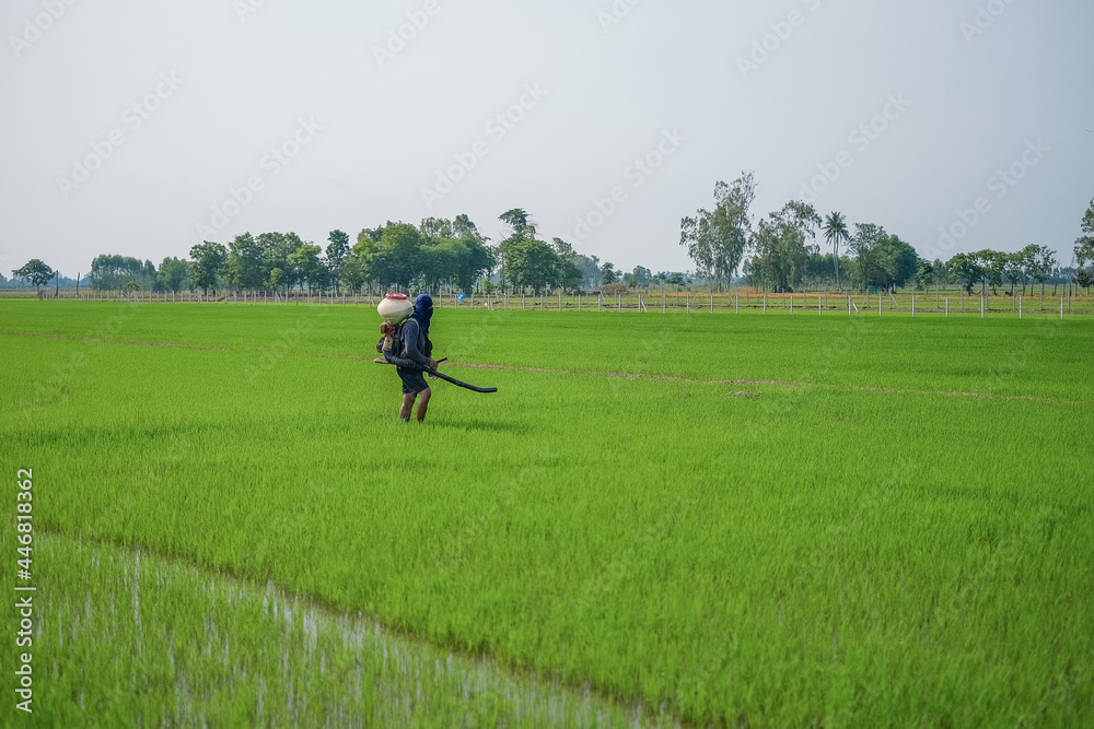 A farmer carrying a chemical fertilizer sprayer is walking in the field. A farmer carrying a chemical fertilizer sprayer is walking in the field.