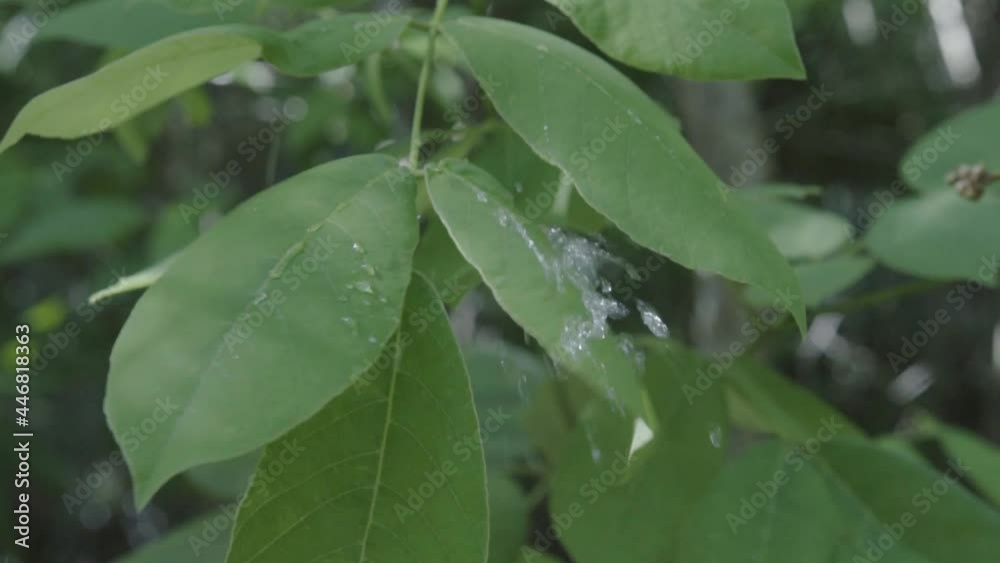 watering leaves during the day watering leaves during the day