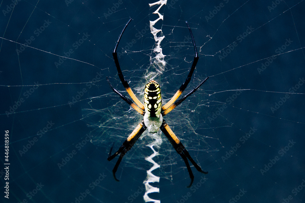Black and yellow garden spider in zig zag web against a dark background