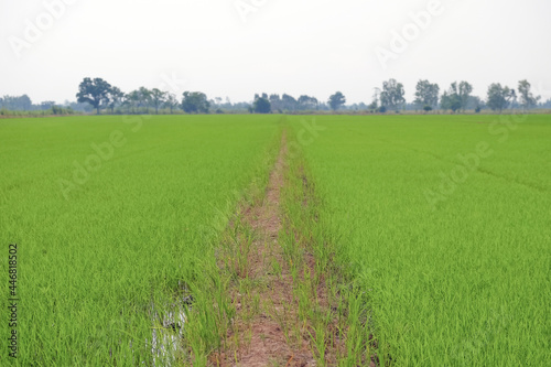 soil walk path on green fields
