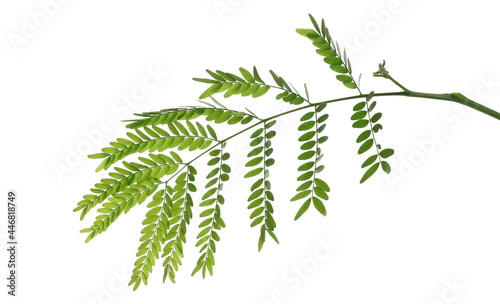 Acacia green leaves with branch  isolated on white background, clipping path