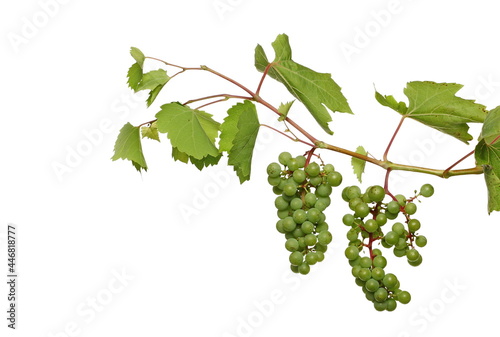 Unripe green grapes, grapevine with leaves isolated on white background with clipping path