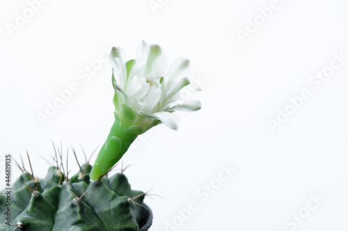 White flowers blooming on Gymnocalycium Mihanovichii cactus.