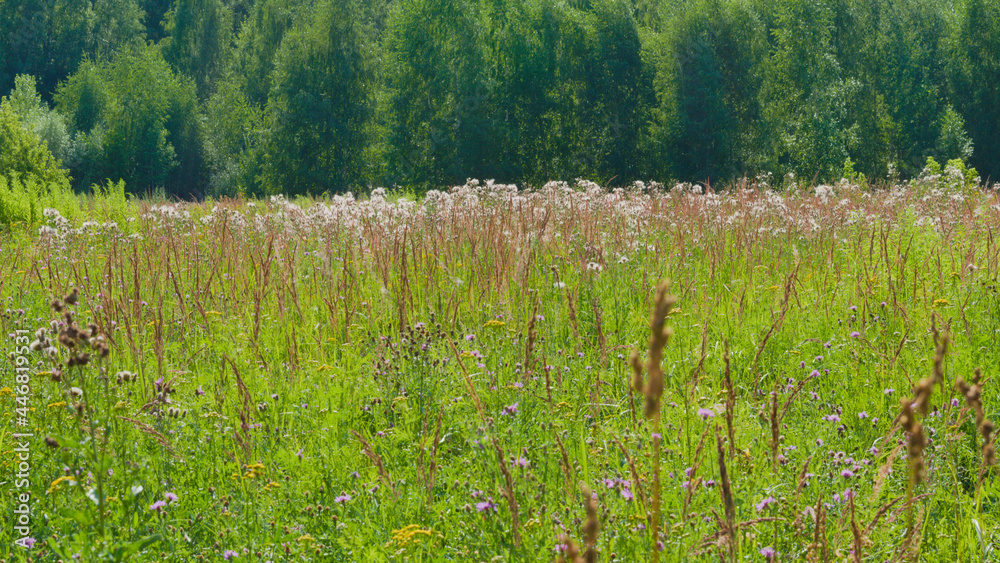 A summer meadow with motley grass