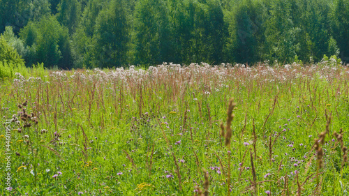 Obraz na płótnie A summer meadow with motley grass w salonie