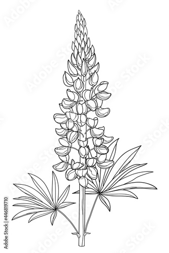 Tableau sur toile Stem with outline Lupine or Bluebonnet flower bunch with bud and leaf in black isolated on white background