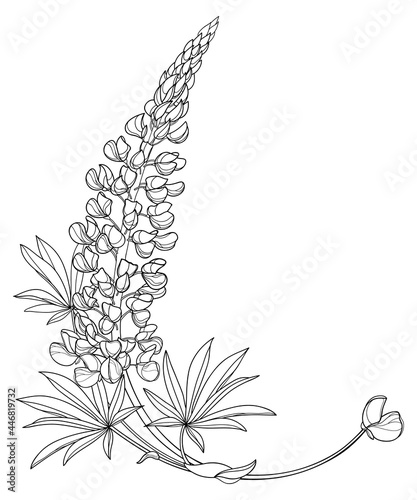 Photos Corner bouquet with outline Lupine or Bluebonnet flower bunch with bud and leaf in black isolated on white background