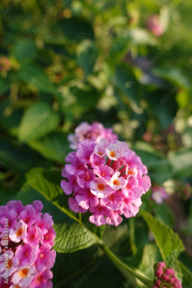 pink flowers