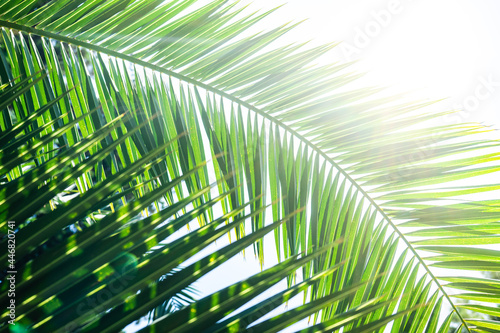 Palm tree leaves as a natural background
