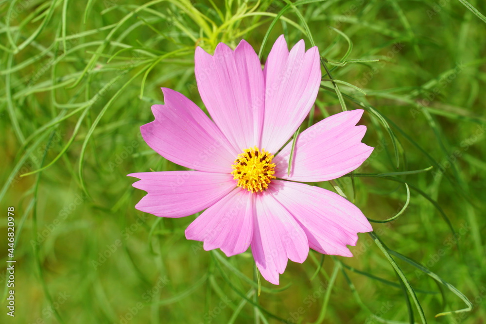 コスモスの花 コスモスの花