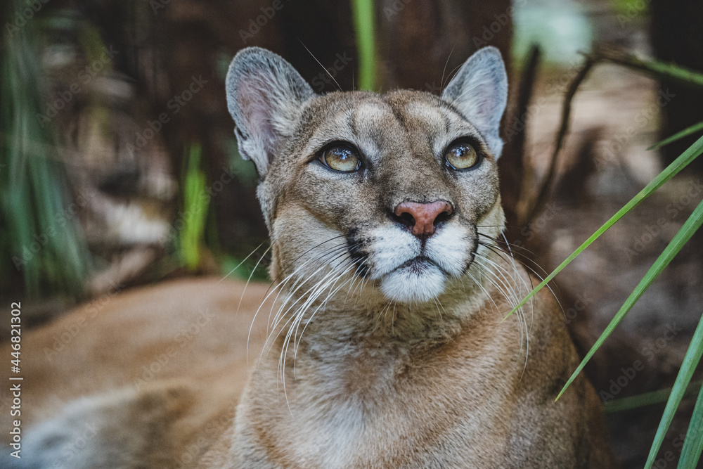 Obraz premium portrait of a cougar