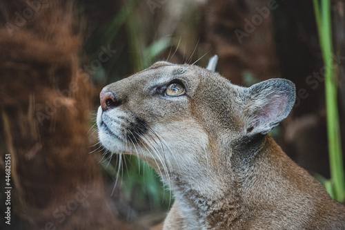 Cougar in the jungle of Belize