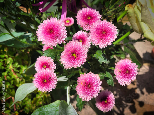 Colorful garden flowers © Leon Woods