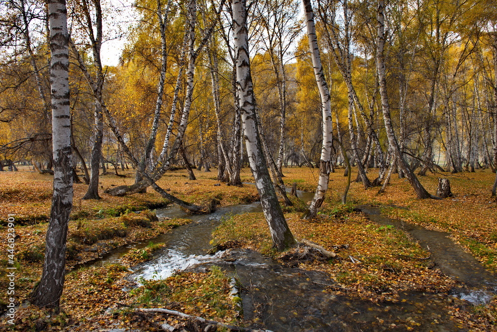Fototapeta premium Russia. South Of Western Siberia. Mountain Altai. Early autumn morning on the coast of the Big Ilgumen river near the village of Kupchegen.