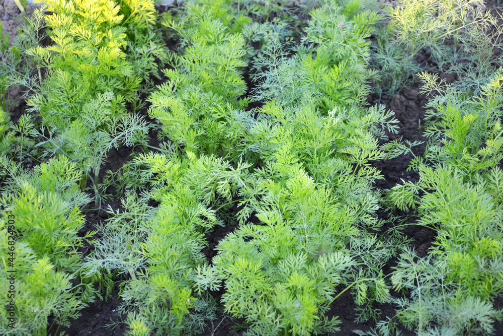 Dill. Young dill bushes grow in the garden bed. Dill. Young dill bushes grow in the garden bed.