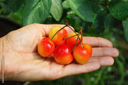 Ripe cherries presented on the palm. Tasty fruit.
