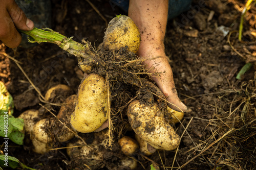 harvesting potatoes in the garden