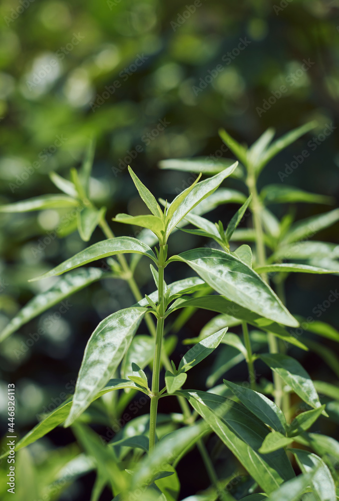Foto Stock Closeup of Indian medicinal plant chirata / creat or green