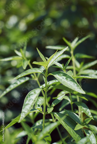 Closeup of Indian medicinal plant chirata / creat or green chiretta, popularly known as Kalmegh in Bengali language and is being used as medicinal plant from age old days in Indian subcontinent