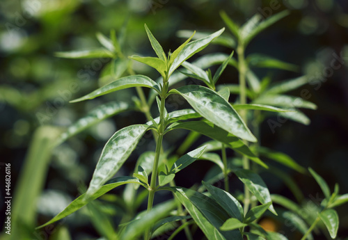 Closeup of Indian medicinal plant chirata / creat or green chiretta, popularly known as Kalmegh in Bengali language and is being used as medicinal plant from age old days in Indian subcontinent photo