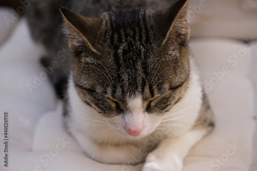 face of a white and gray cat sleeping on a sofa