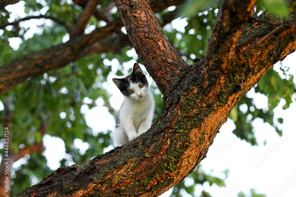 Fototapeta premium cat on tree, cat in the tree