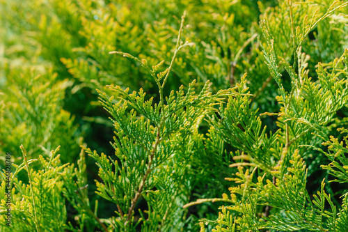 Close-up of a green thuja bush 