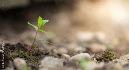 A Small, Fragile, Baby Plant, Growing on Ground, Showing a Sense of Fresh Start, New Life