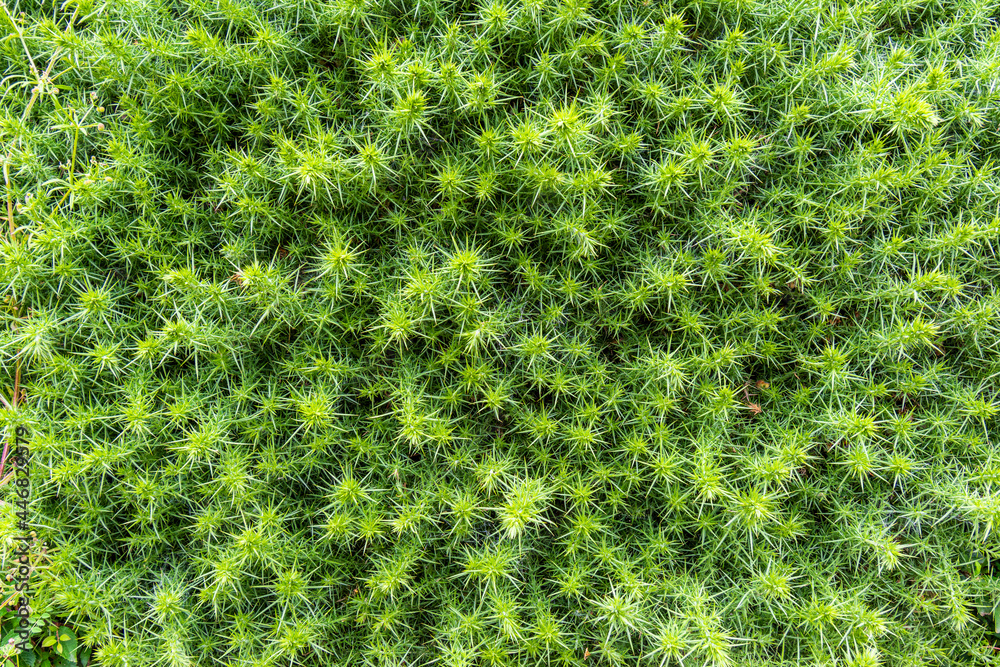 Green thorny bush background photo. Plant made background. Green thorny bush background photo. Plant made background.