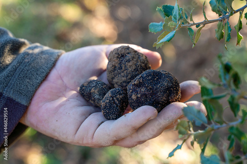 holding a truffles in hand photo