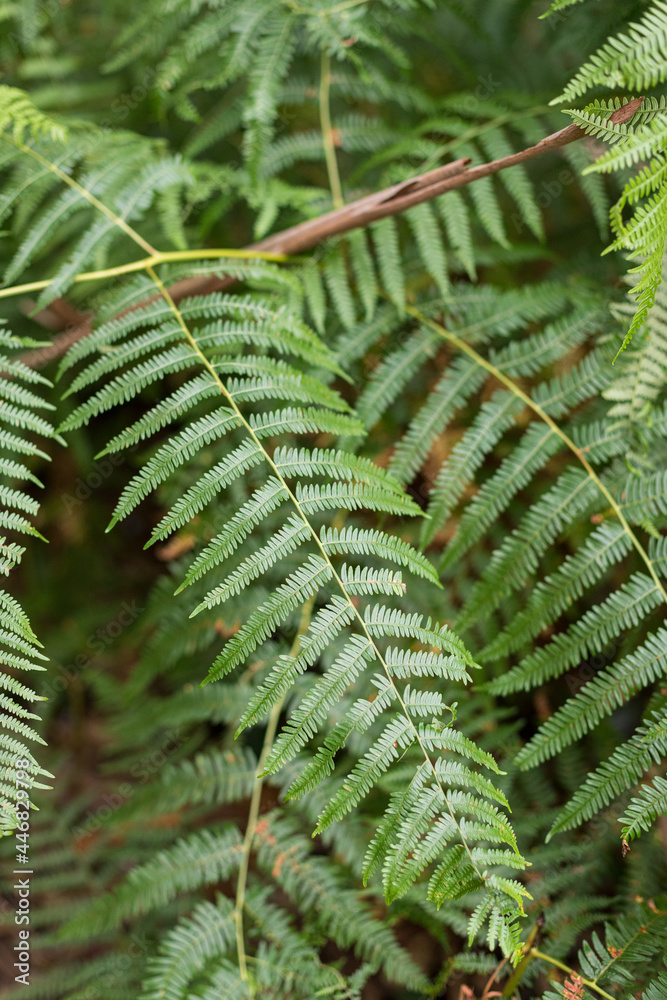 Closeup view of an atlantic fern branch. Closeup view of an atlantic fern branch.