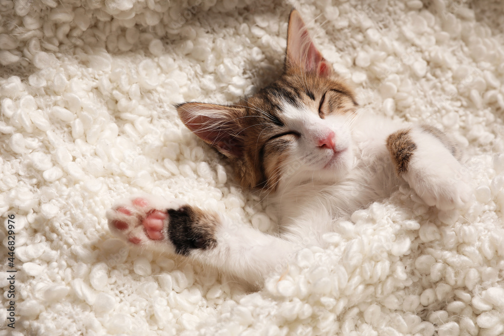 Cute kitten sleeping on soft plaid, above view. Baby animal Cute kitten sleeping on soft plaid, above view. Baby animal