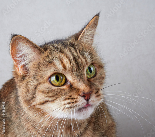 Fototapeta Naklejka Na Ścianę i Meble -  Relaxed domestic cat at home, indoors