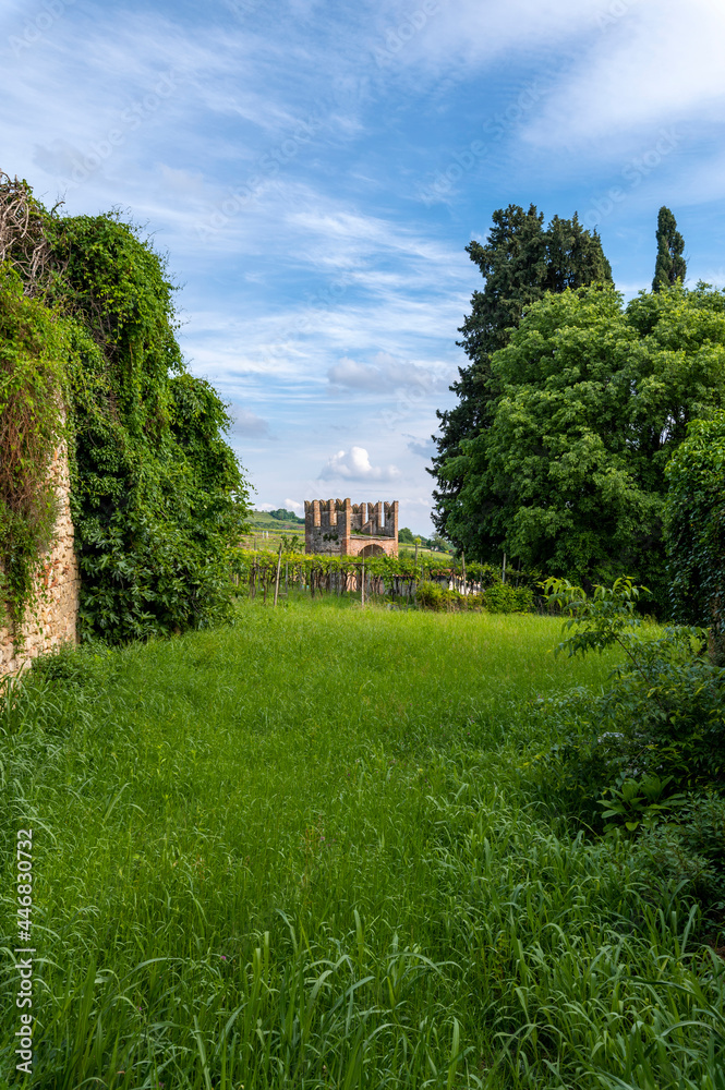 One of the towers of the medieval castle of Soave, Verona. Detail of the garden with vines on the blue sky with clouds on a summer day. Italy.