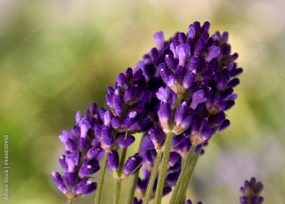 Beautiful fresh purple lavender plant detail stock images. Summer background with a bouquet of lavender. Flowerbed with fragrant lavender images. Provence floral decor background Beautiful fresh purple lavender plant detail stock images. Summer background with a bouquet of lavender. Flowerbed with fragrant lavender images. Provence floral decor background