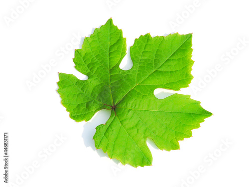 Green grape leaf on a white background