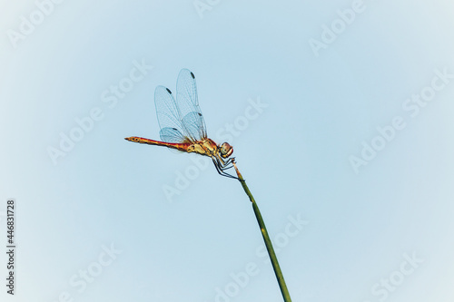 Close-up view of a male red dragonfly (Crocothemis erythraea) perched on a reed