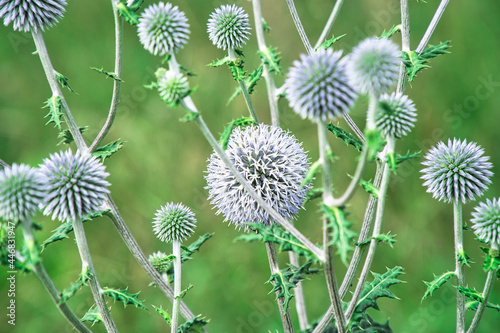 Kugeldistel
