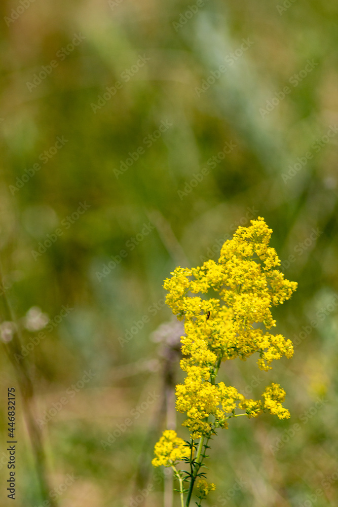 Yellow flowers on a meadow with copy space green background 